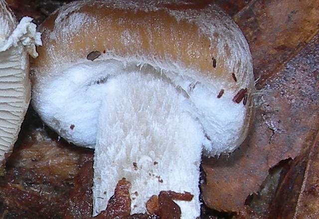 Psathyrella  spintrigeroides      P.D.Orton